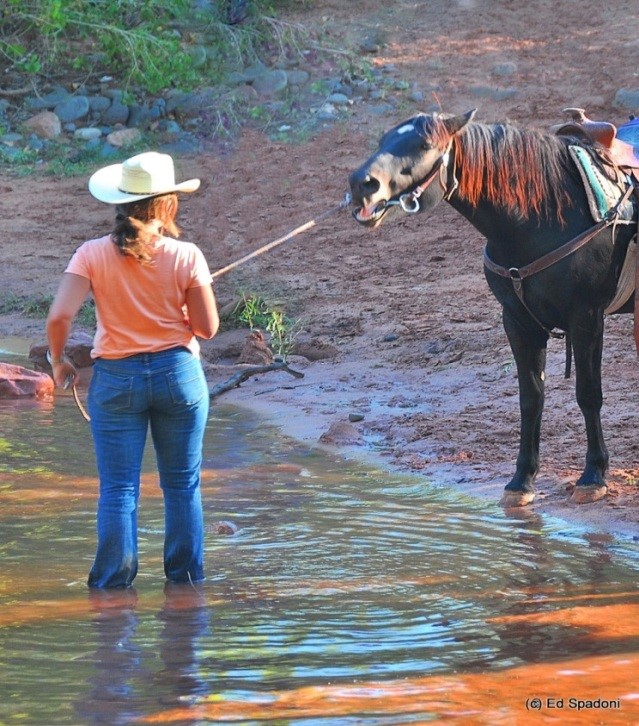Можно привести лошадь к воде, но нельзя заставить её пить