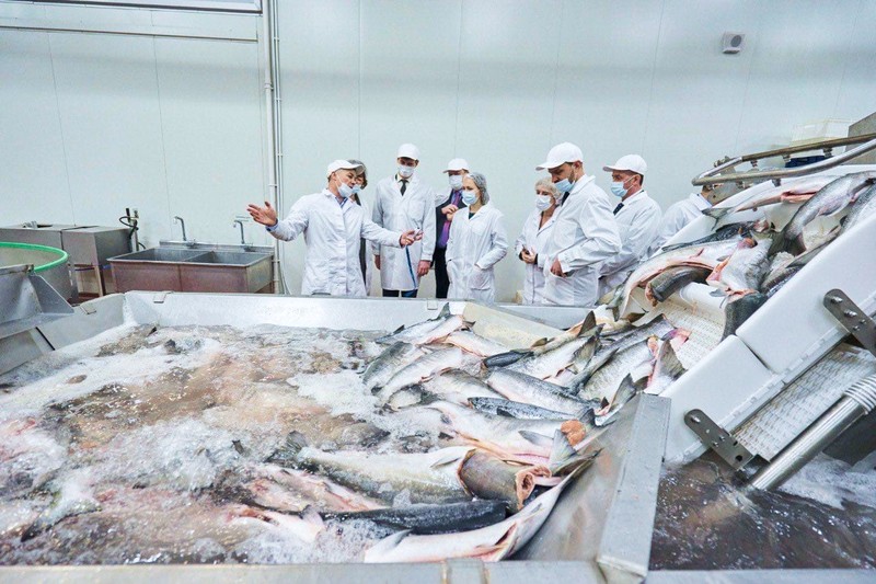 Новосибирский производитель рыбной продукции увеличил выработку почти в 1,5 раза благодаря нацпроекту