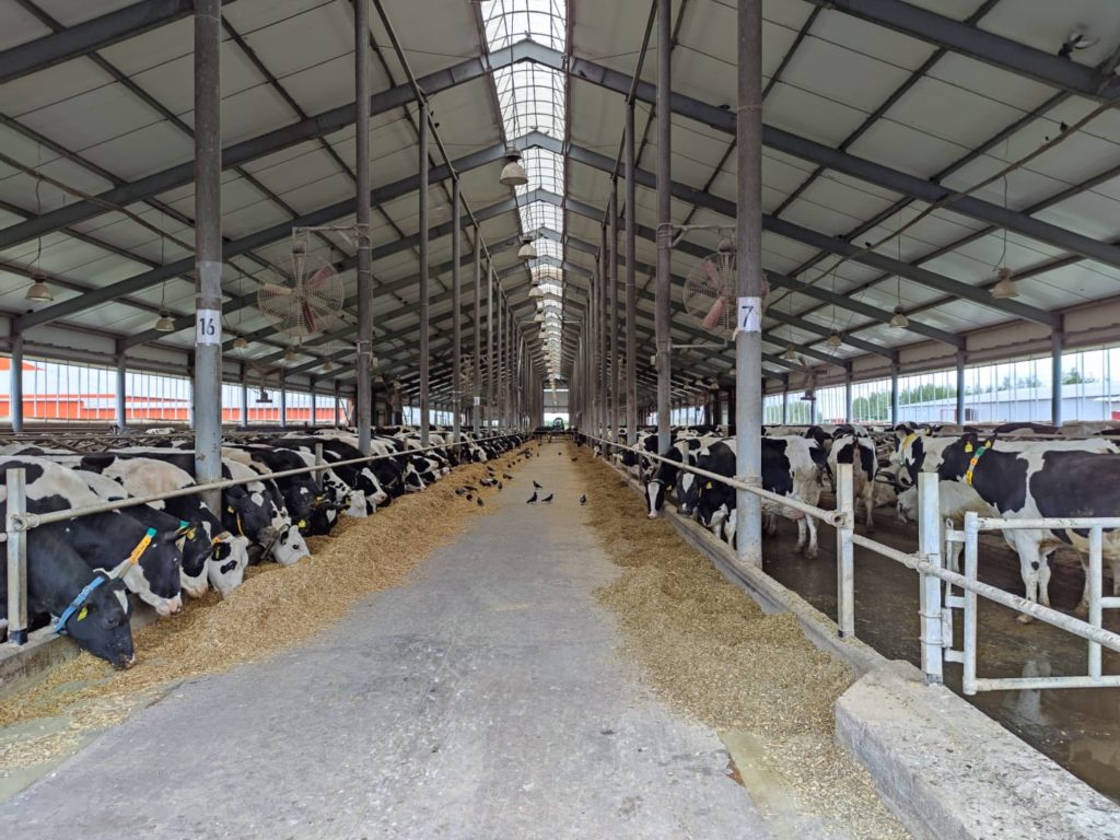 Тамбовская молочная ферма увеличила выработку на 13,6% благодаря участию в производительном нацпроекте