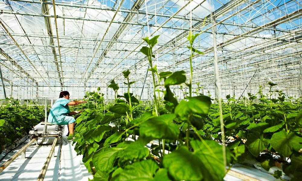 Тепличные овощи и зелень в Кузбассе будут выращивать по бережливым технологиям