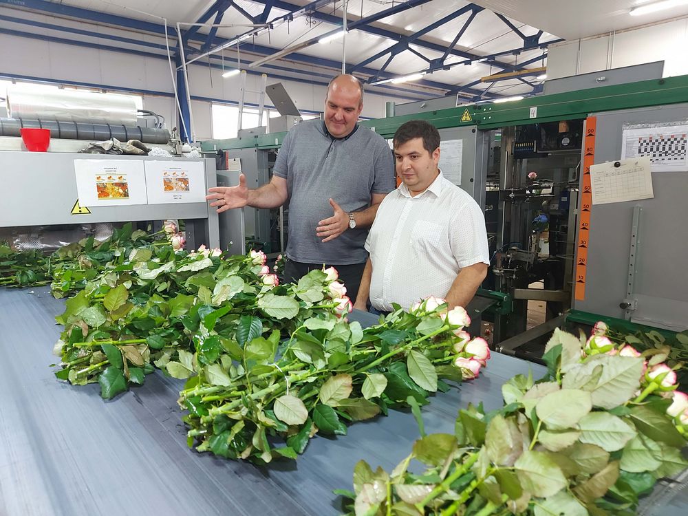 Калужский цветочный холдинг вдвое увеличил выработку сотрудников с помощью бережливых технологий